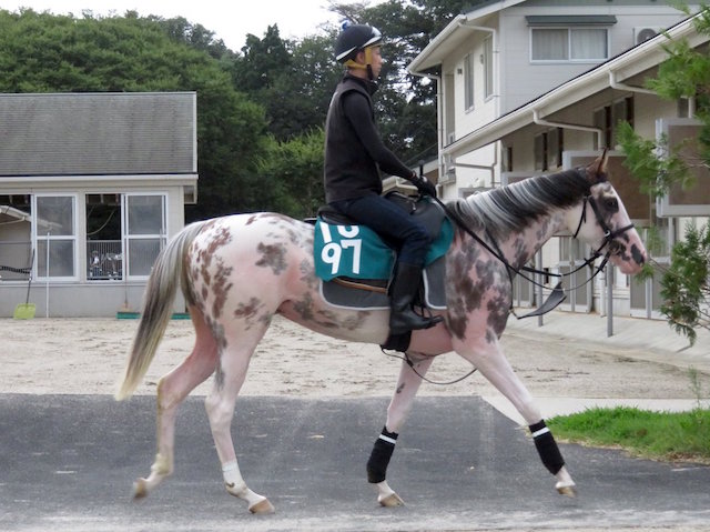 ブチコ シロニイの全妹の馬名は ブッチーニ に決定 競馬まとめざんまい