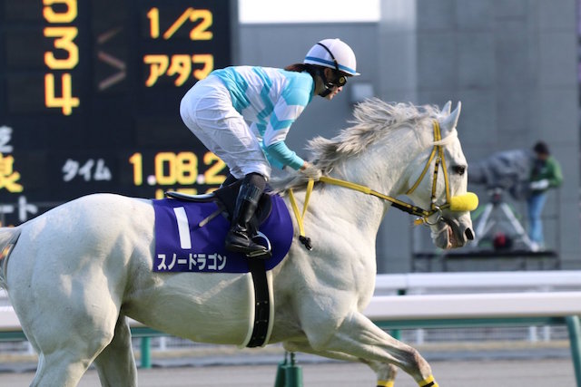 朗報 スノードラゴンさん 引退後は種牡馬入りを目指す 競馬まとめざんまい