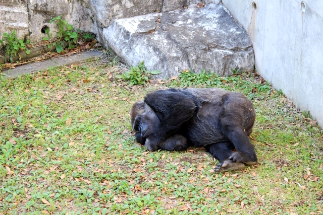 ゴリラ ｖｓ カバ ｖｓ ゾウ 競馬まとめざんまい