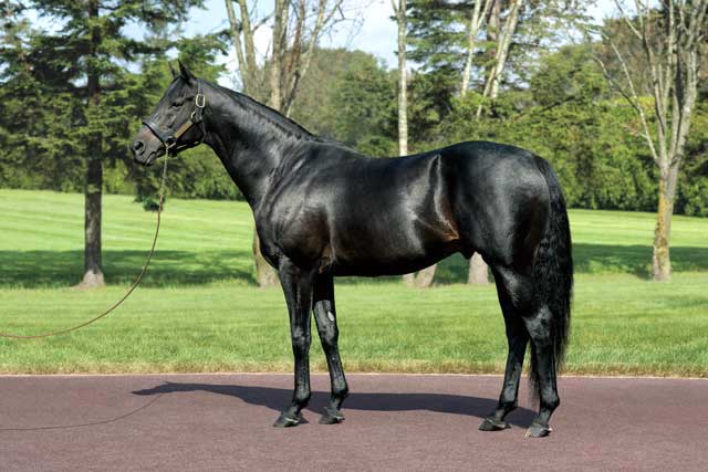 エイシンフラッシュ産駒はなぜg もg も勝てないのか 競馬まとめざんまい