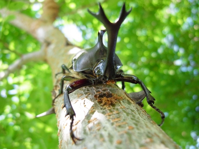 カブトムシとクワガタ結局どっちが強いの 競馬まとめざんまい