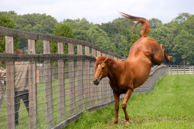 朗報 グラスワンダーがアブ相手についに本気になったと話題に 競馬まとめざんまい