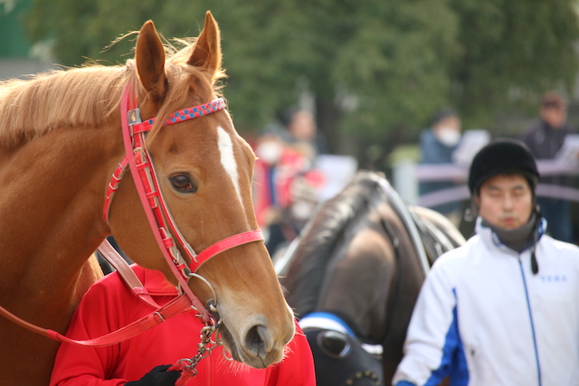 人間の女だったら間違いなく可愛い 美人であろう牝馬 競馬まとめざんまい