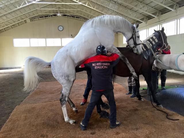 ゴールドシップという種牡馬 競馬まとめざんまい