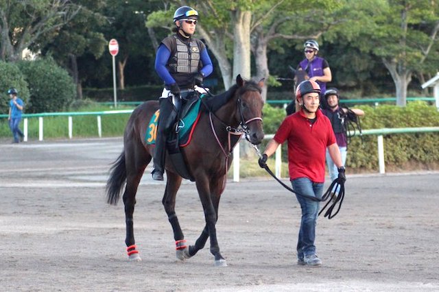 岡田総帥悲願のイギリスダービー制覇へ向け 噂の怪物イワズが今週デビュー 競馬まとめざんまい