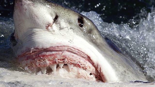 Thumbnail of post image 162